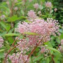 Ceanothus x pallidus 'Marie Simon' fleur
